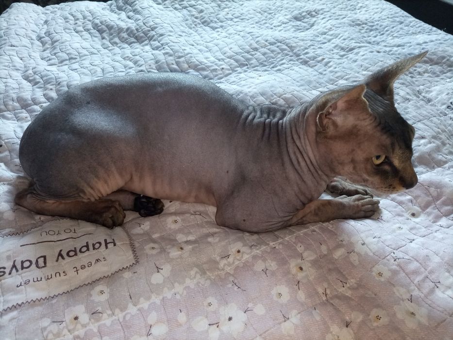 Вязка канадский сфинкс