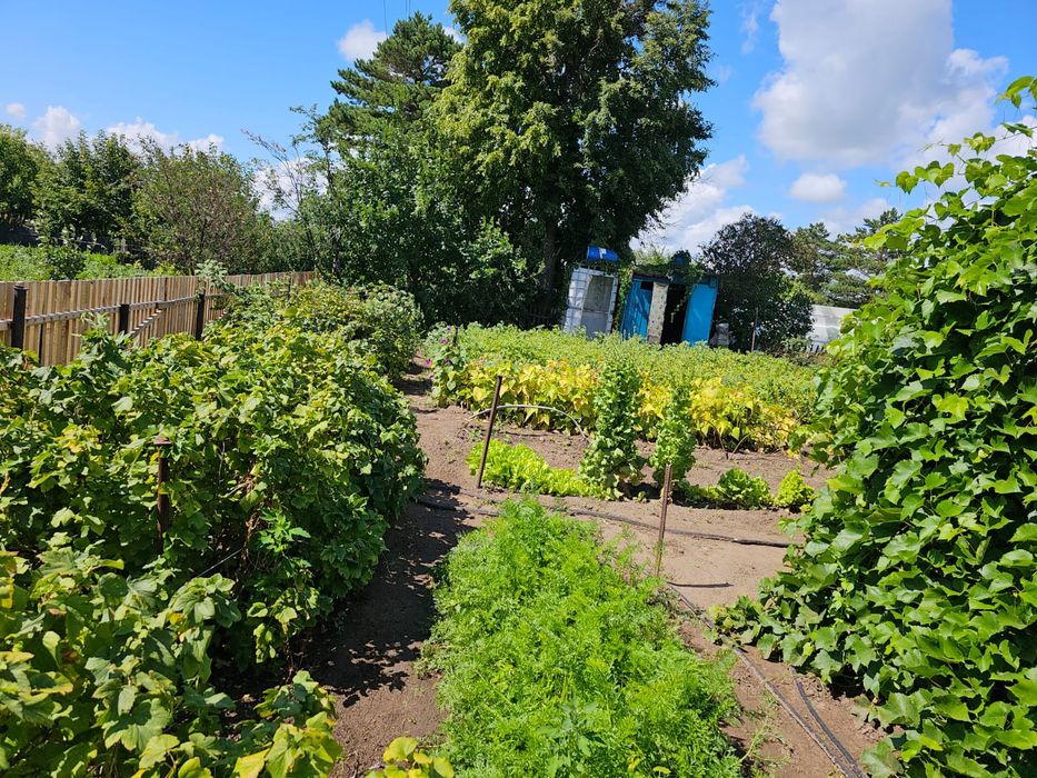 Продам дачу в саду "Клён"