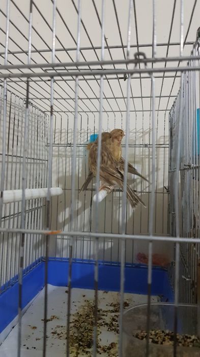 Хар хил турдаги канарейкалар