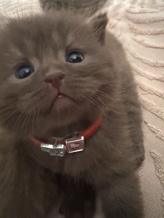 Продаются котята в хорошие ручки