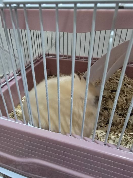 Хомяк девочка пушистая