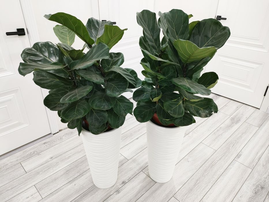 Растения комнатные -  фикусы, колеусы и тд. Есть доставка