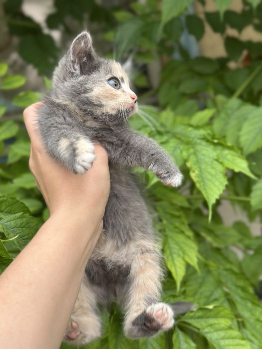 Ищу добрые руки для маленькой кошечки