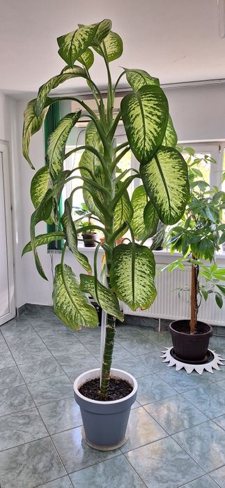 Floare de interior DIEFFENBACHIA 3 m innaltime