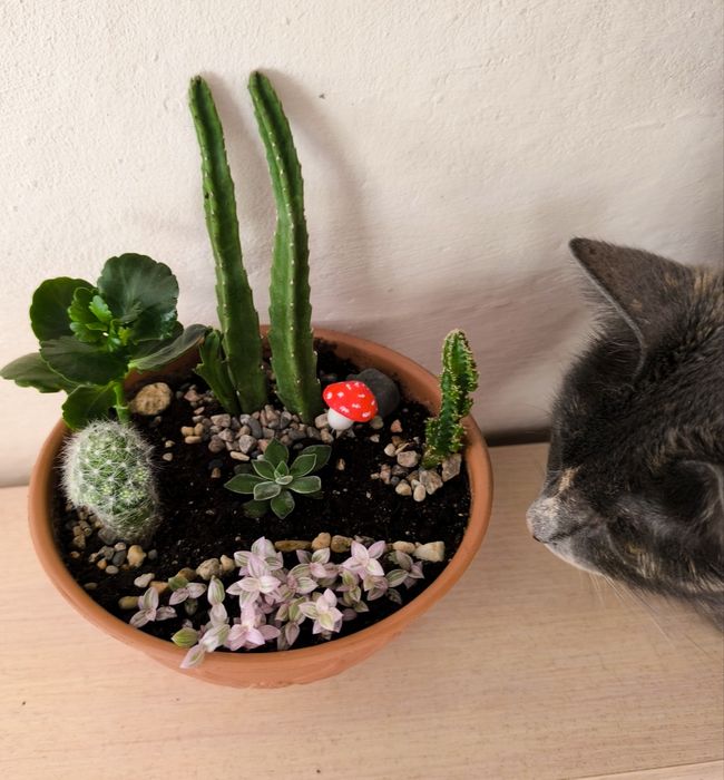 Кактусы для компьютера- стильно и полезно!