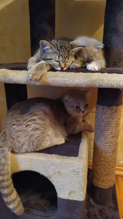 Передержка зоогостиница