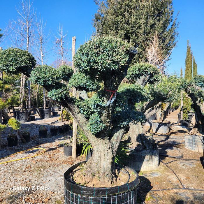 Maslini seculari bonsai si free style rezistenti la frig