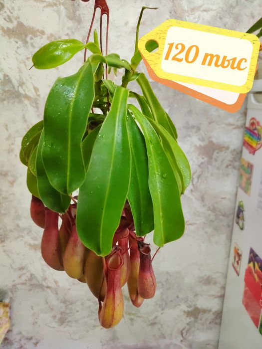 Комнатные растения для дома