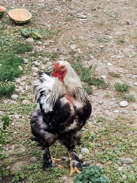 Брама қораз тазасы