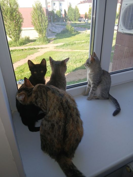 Котята и кошка в добрые руки
