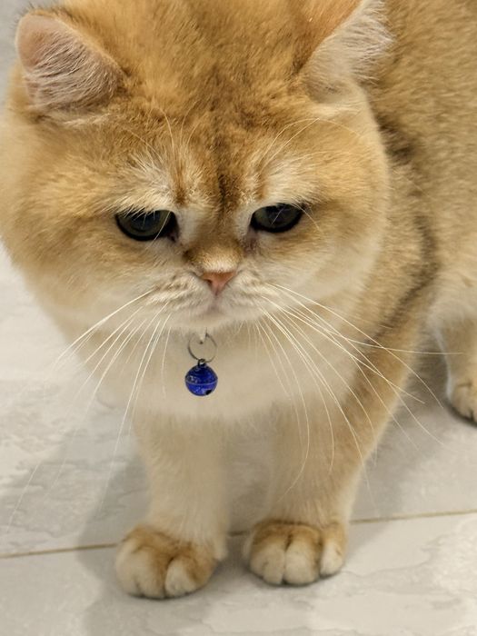 Кот на  вязку привазной кот  на вязку