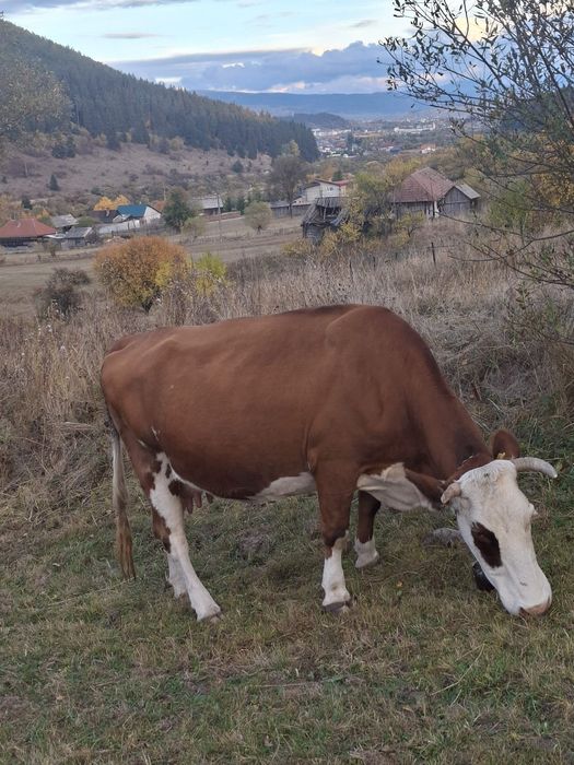 Vaca de vânzare .    .