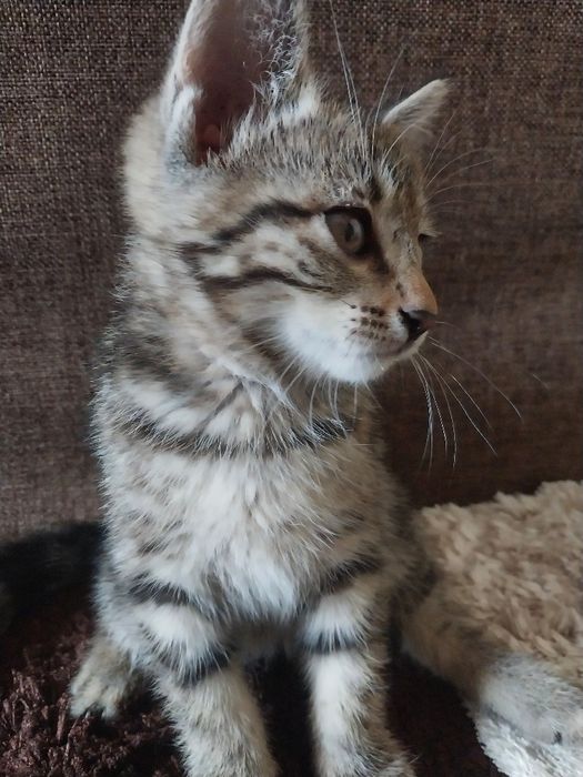 2 oylik mushukchalar sotiladi.    Продаются котенки 2 месячные.