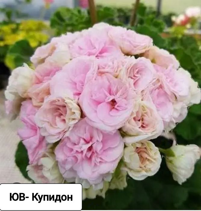 Пеларгонии сортовые