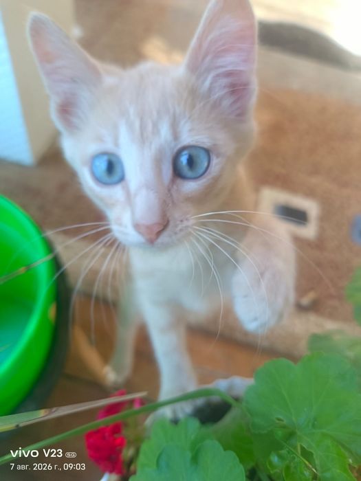 Котята мальчик и девочка