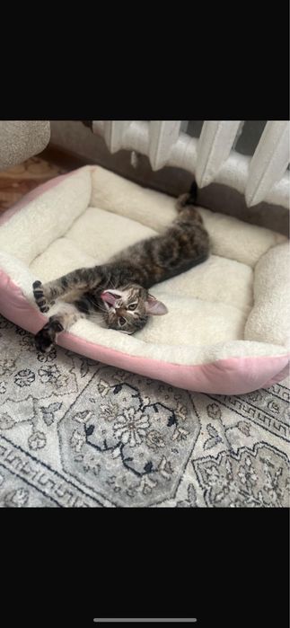 Отдам в хорошие руки