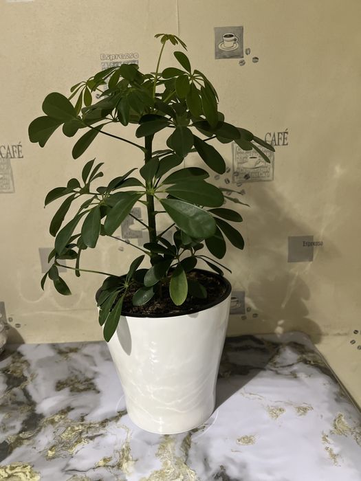 Продаю цветы шеффлера