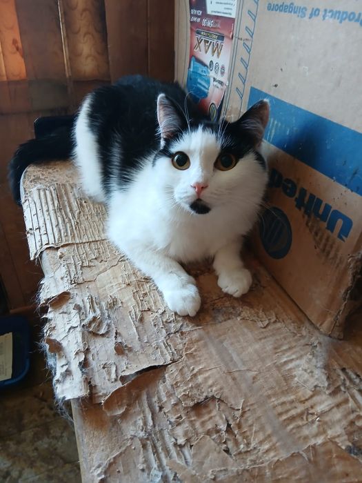 Отдам котика Кешу