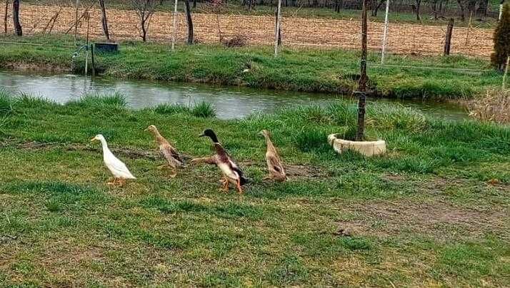 Oua de rate alergatoare (indiene)