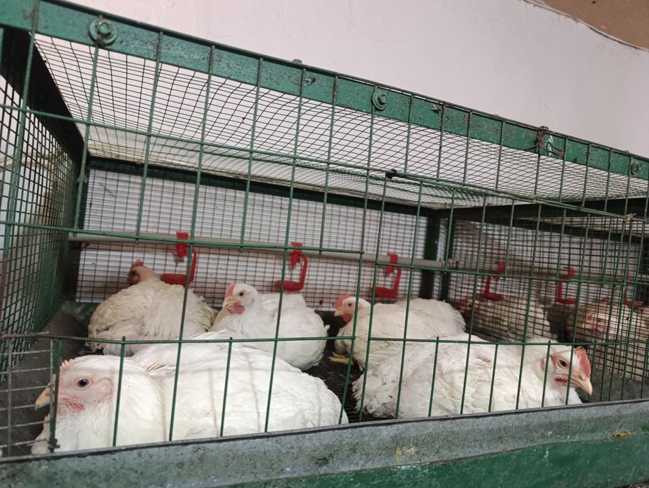 Тушки бройлера можно оптом