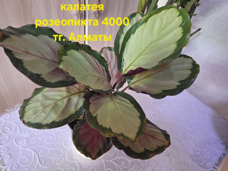 Комнатные растения