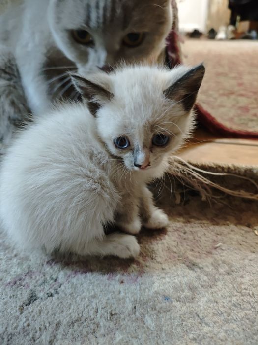 Отдам в добрые руки  котят