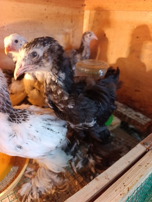 Цыплята Брама мрамор