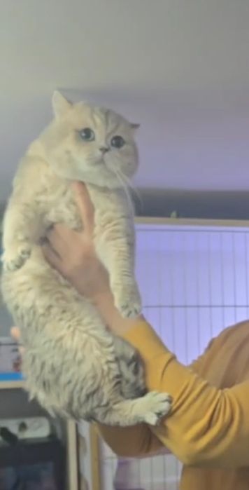 Вязка (текин) ва сақлаб туриш-передержка (пуллик)

Shotland fold mushu