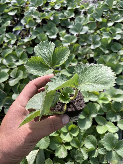 Рассада клубника