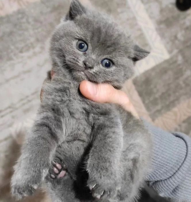 Британские котята, мальчики и девоки
