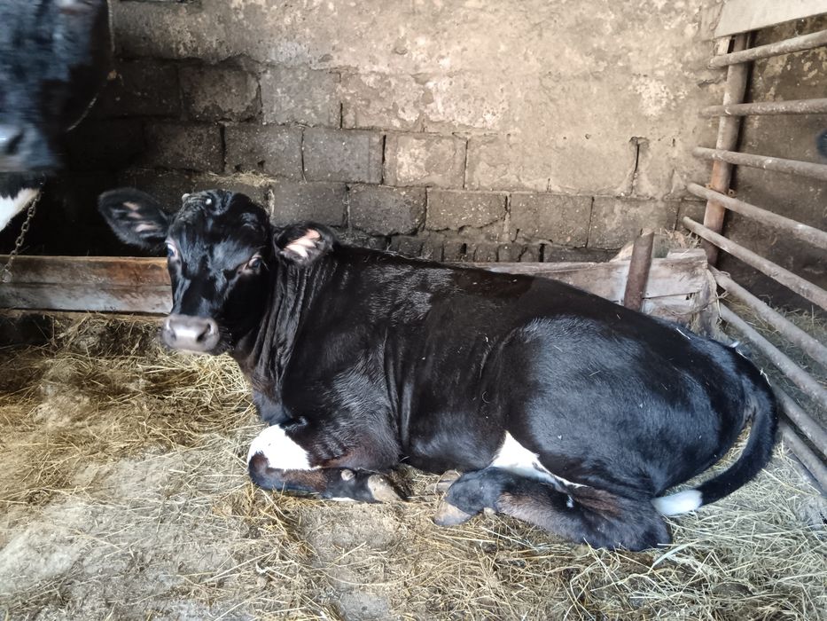 Vițica pentru prăsilă