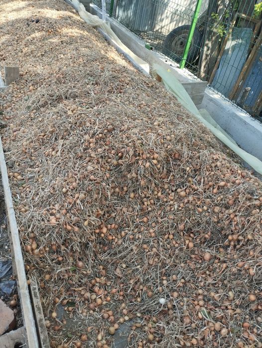 Vând arpagic românesc și stufat de arpagic