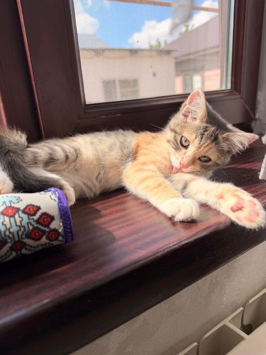 Трехцветная котенок девочка