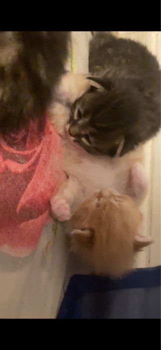 Бронь котят шотланских