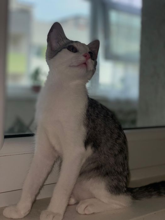 Dau spre adoptie puiuț pisica 3 luni KITTY