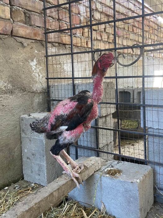 Шөже Қораз сатамын