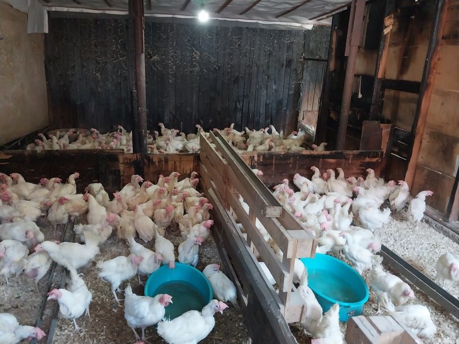 Куры несушки белые молодые