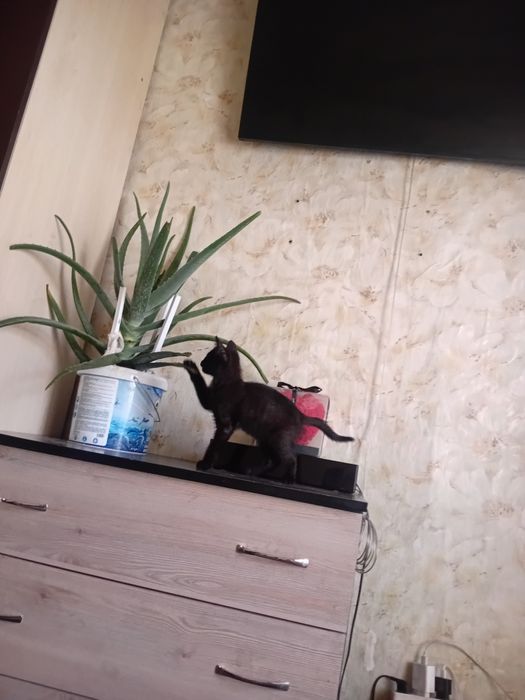 Отдам в хорошие руки