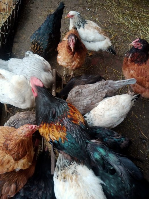 Продам молодых петушков