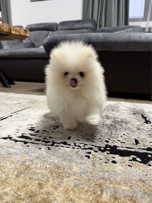 Pomeranian alb baietel