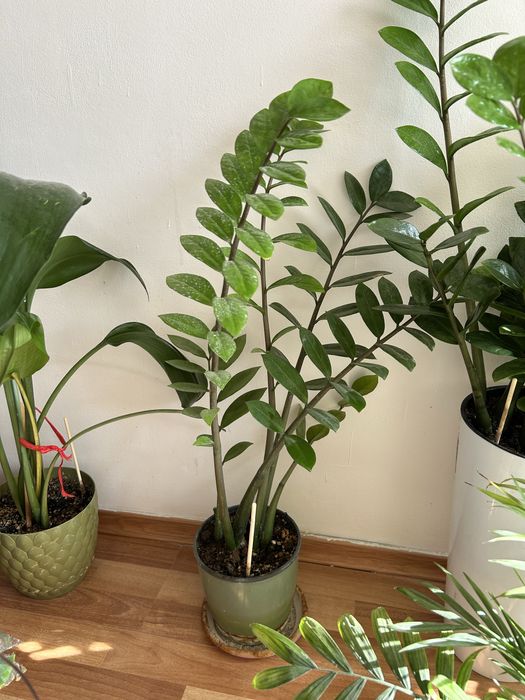 Гүлдердің бағасын білү үшін ватцапқа шығыңыздар.