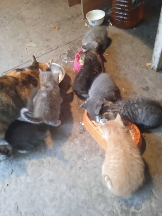 Отдам котят в надёжные руки