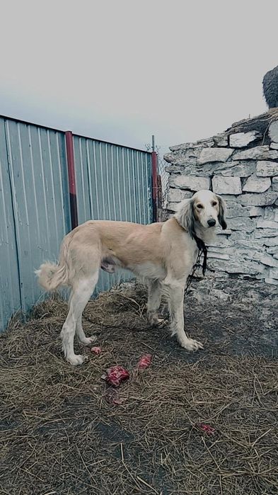 Осы арлан сатылады