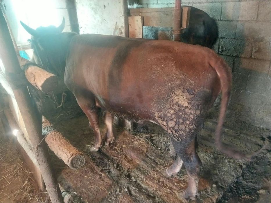 Продам бычка стоит на откорме п
