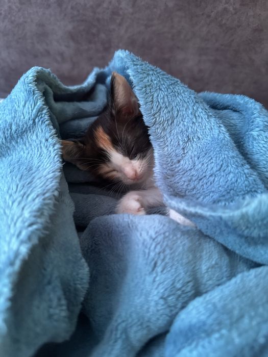 Отдам котенка в хорошие руки