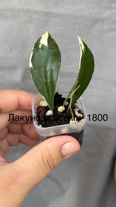 Комнатные растения