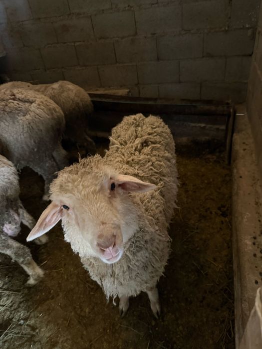 Еркек Шаруа Тоқты сатылады