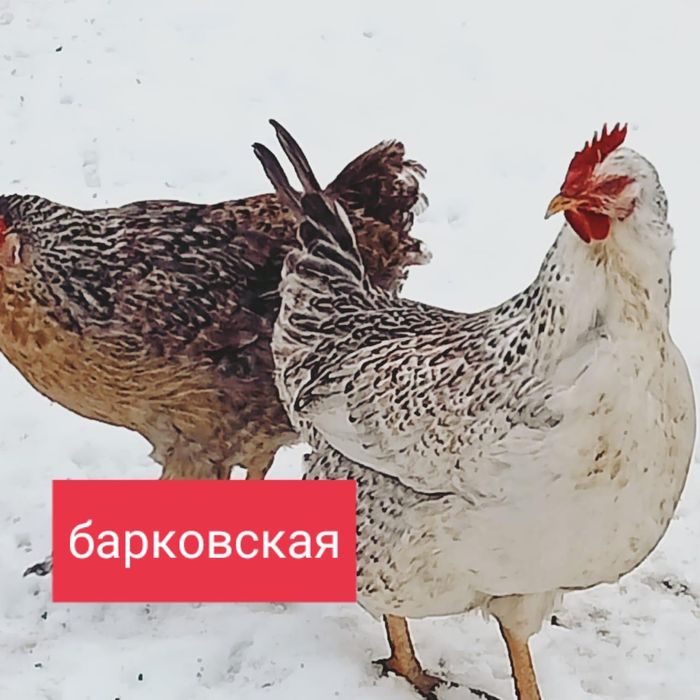 Инкубационные яйца