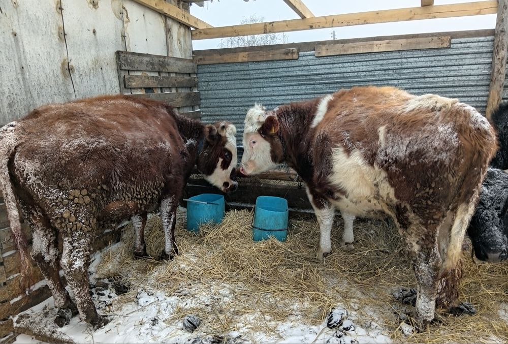 Продам бычков на доращивание..