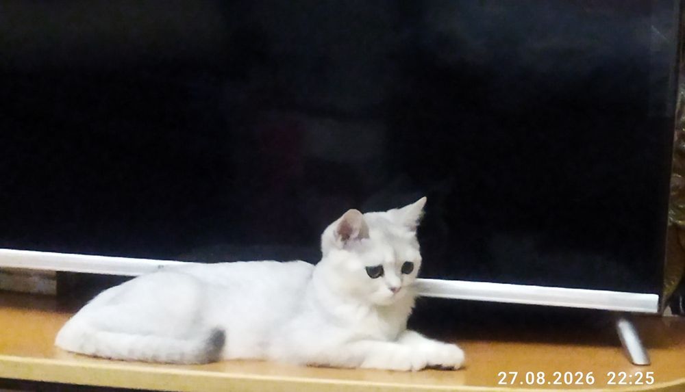 Срочно продаются котята